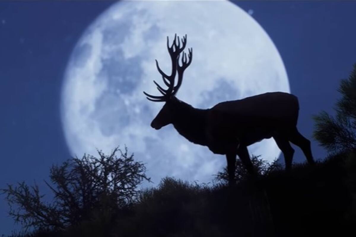 Way of the Hunter - Tráiler Lanzamiento de DLC "Matariki Park"