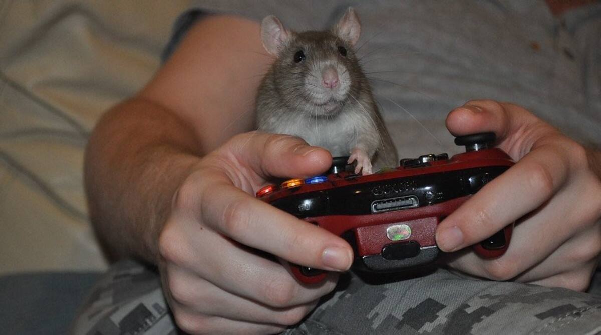 Xbox-ratas-comercial.jpg
